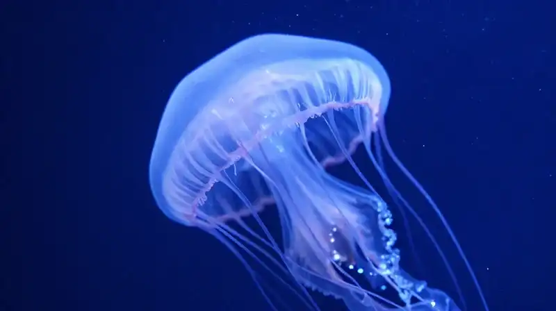 A translucent jellyfish with glowing tentacles floats in deep blue