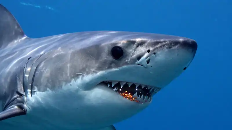 A sharks eye and gills amidst swirling toxic particles