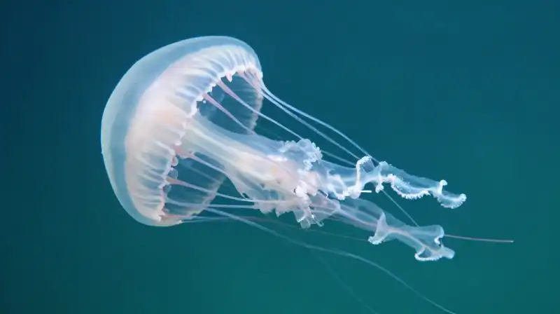A translucent jellyfish floats amidst shimmering underwater light shafts