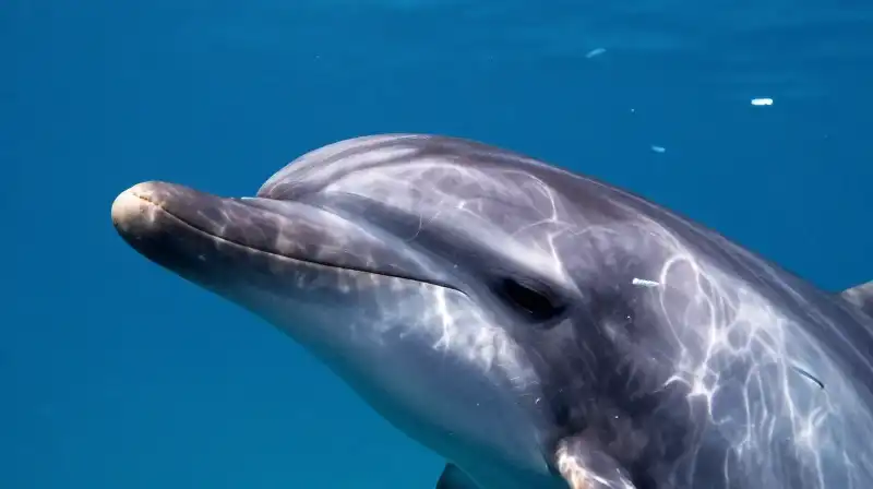 A dolphins snout features fine textures amidst small silver fish