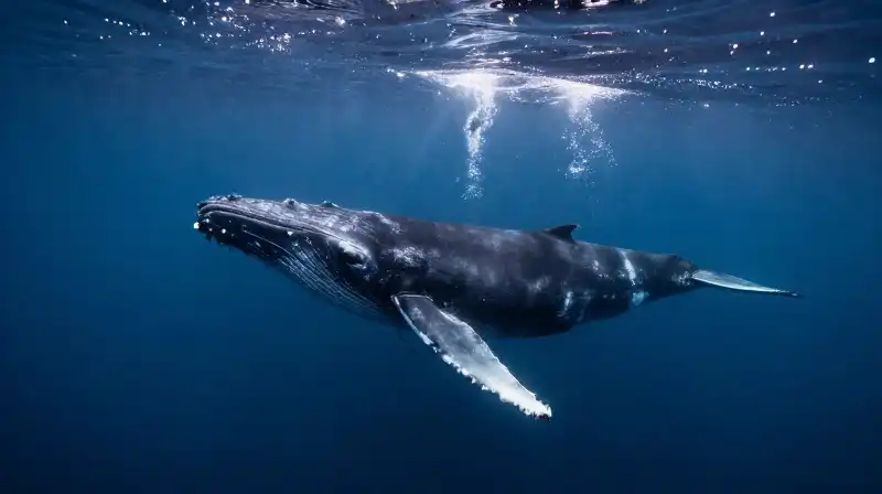A bowhead whale swims through krill in deep blue water