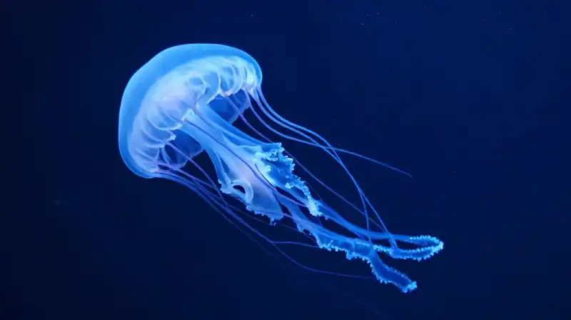 Cover Image of the Post