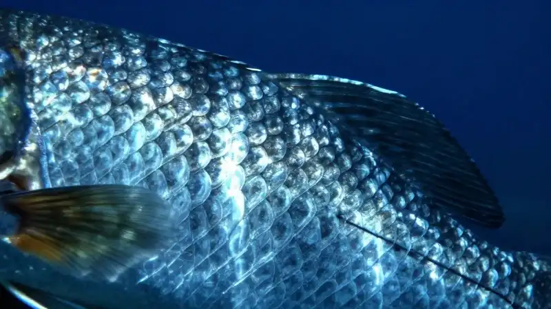 Intricate fish scales and sensitive seal whiskers in deep blue