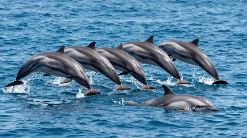 A lone female dolphin faces a group of males