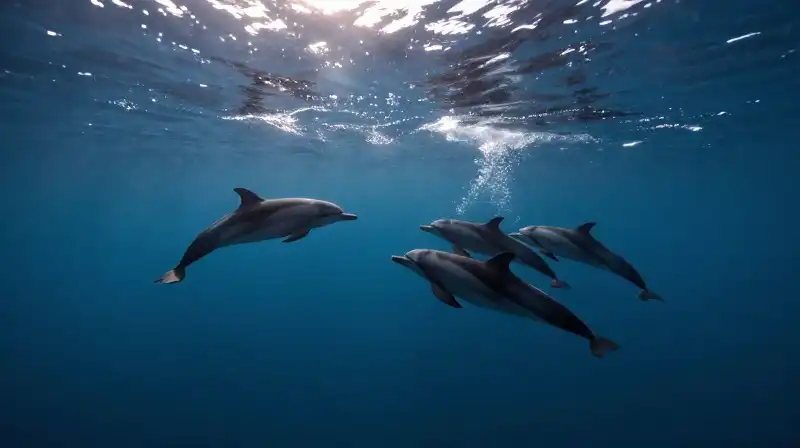 A lone dolphin silhouette swims above a group of assertive dolphins