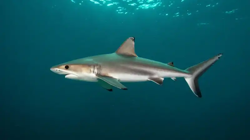 A small cookiecutter shark swims through dark, teal depths