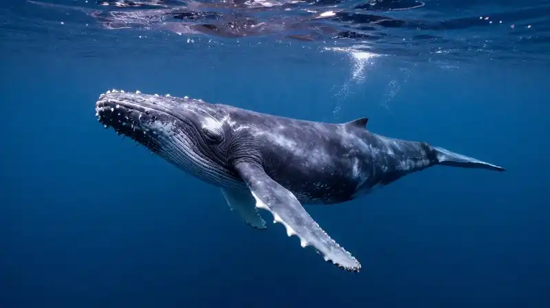 A massive humpback whale glides through shimmering deep blue water