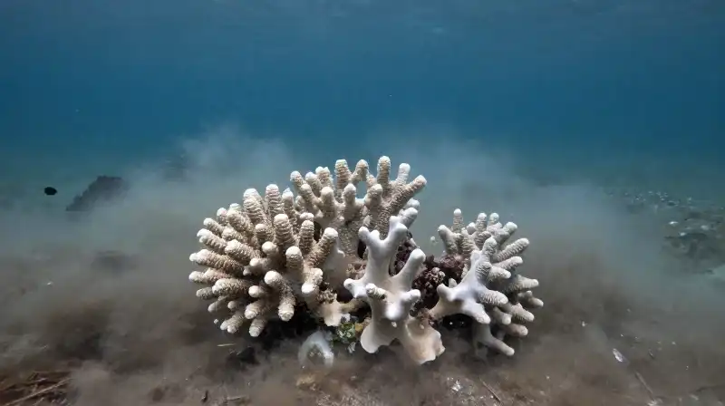 Bleached white coral skeletons rest in murky, dim ocean depths
