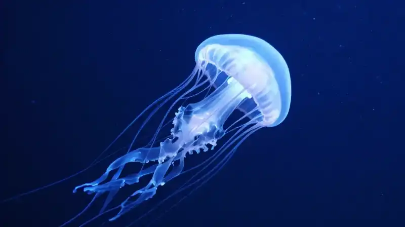 Translucent crystal jellyfish glow amidst floating zooplankton in deep blue water