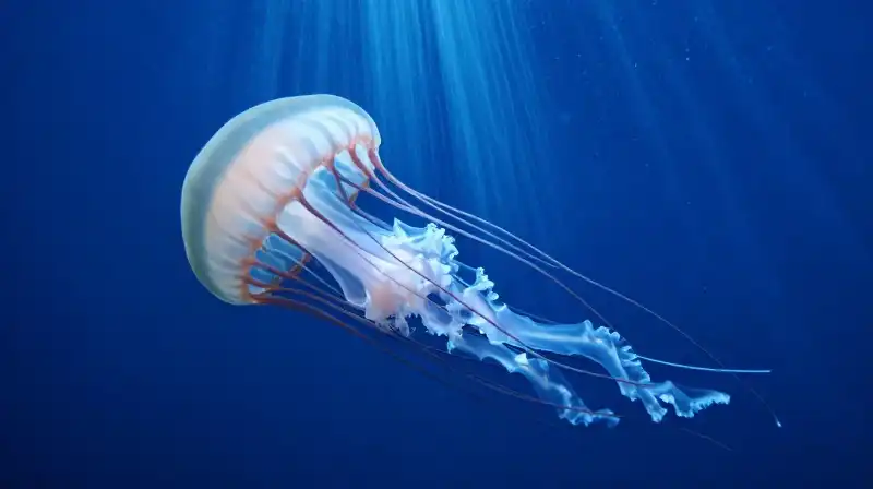 A massive jellyfish floats through a deep blue abyss