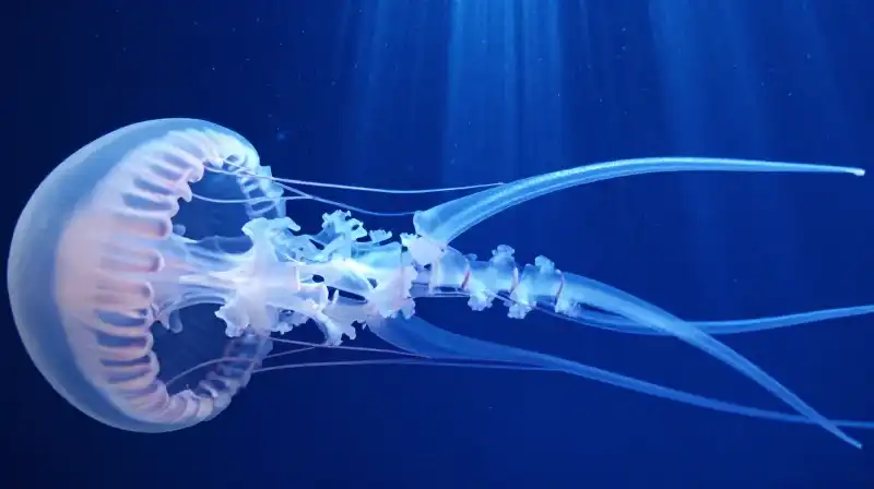 Translucent, venomous tentacles swirl amidst ethereal jellyfish in deep blue