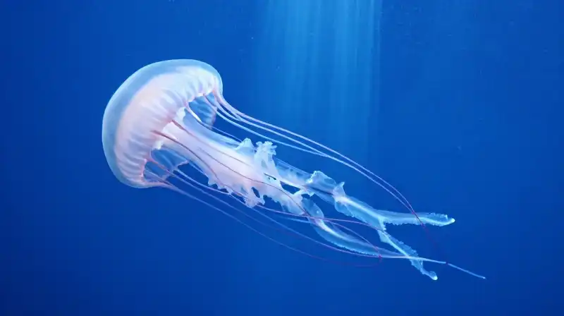 A massive jellyfish drifts through the deep blue ocean