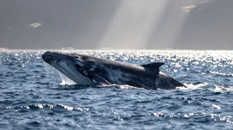 A majestic gray whale swims through shimmering ocean swells