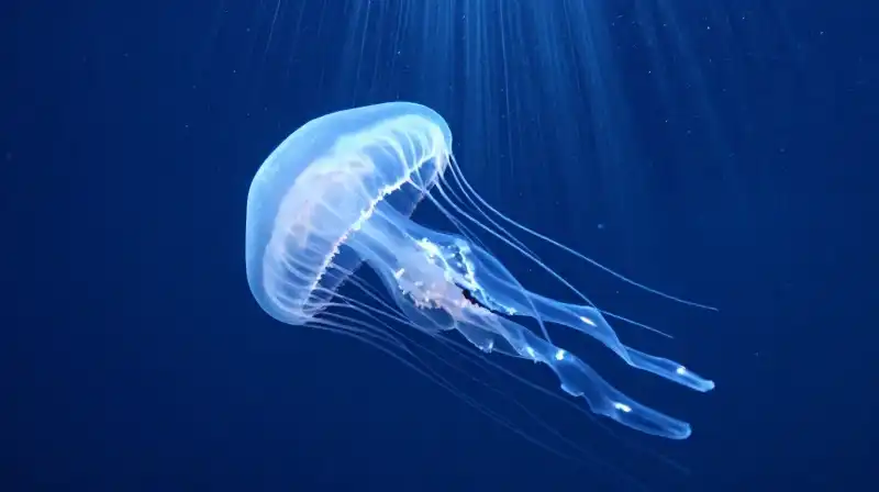A glowing moon jellyfish floats through deep blue water