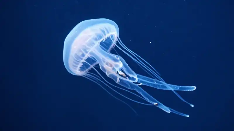 A translucent moon jellyfish drifts through deep blue water