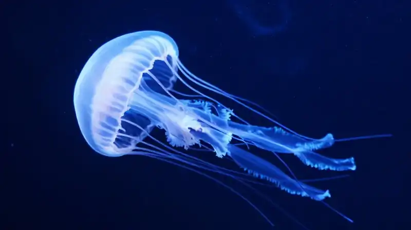 A glowing, translucent jellyfish floats in the deep blue abyss