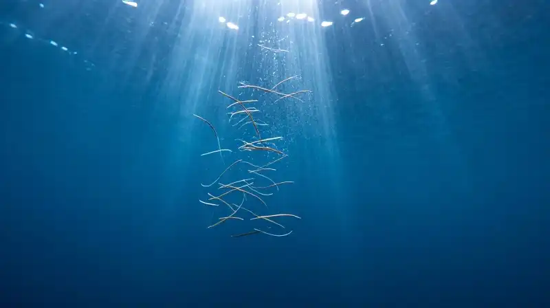 Seal whiskers sense vibrations amidst ripples in deep blue water