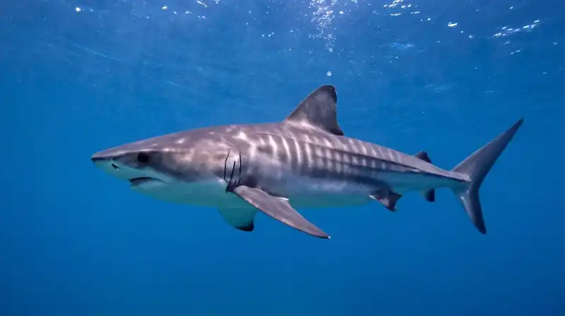 A glowing heart shines within a shark in sunlit depths