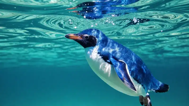 A tiny indigo penguin swims through bubbly turquoise water