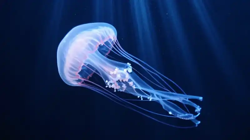 A glowing, translucent jellyfish pulses in the dark abyss