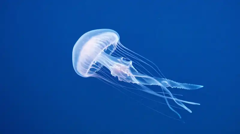 A translucent jellyfish drifts through glowing, deep blue water