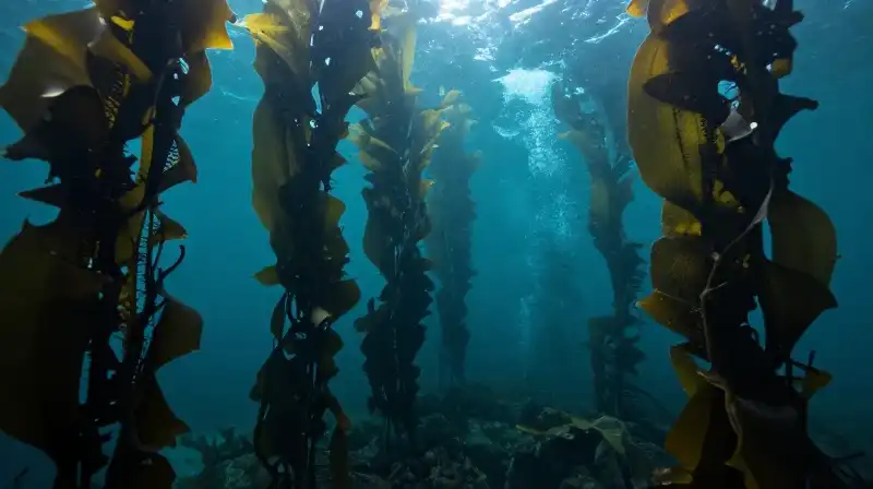 Sunlight pierces through deep teal waters over giant kelp