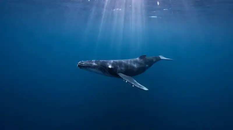 A lone right whale drifts through a vast, blue ocean