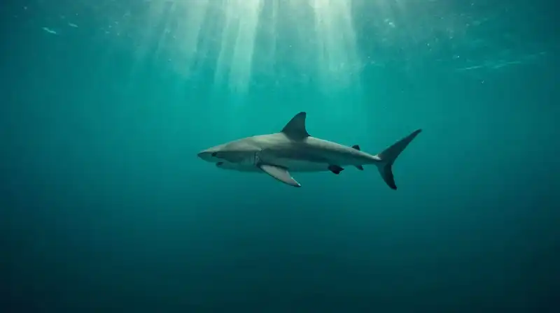 A lone large shark swims through a deep teal abyss