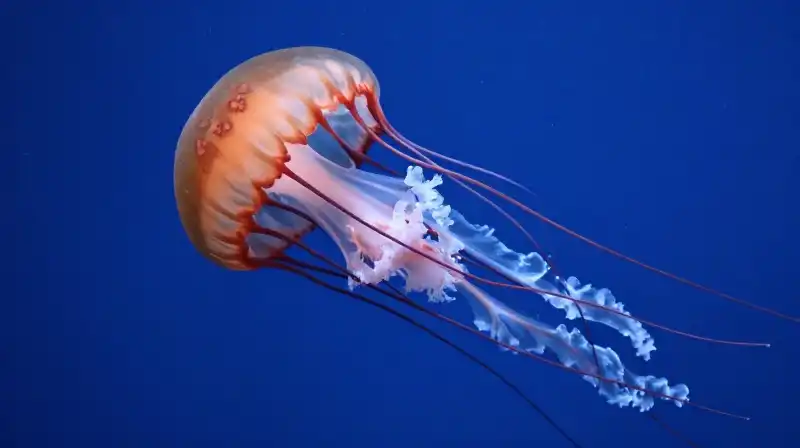A reddish-brown jellyfish drifts through deep blue ocean waters