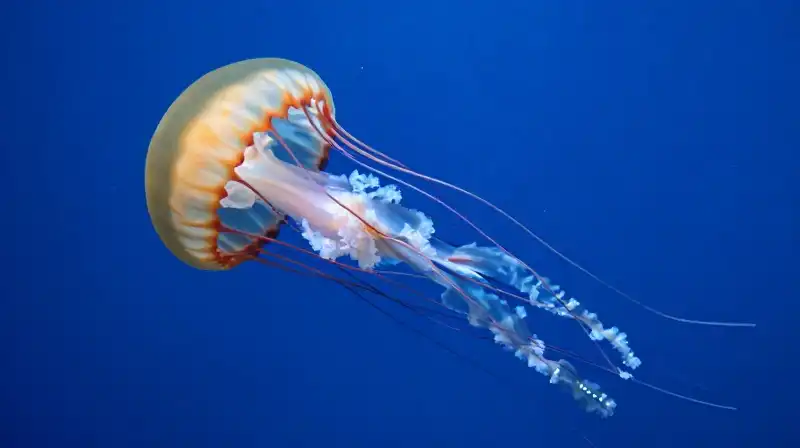A large sea nettle drifts among tiny zooplankton underwater