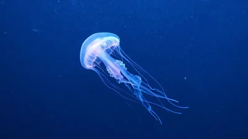 Glowing jellyfish and tiny organisms drift through deep blue waters